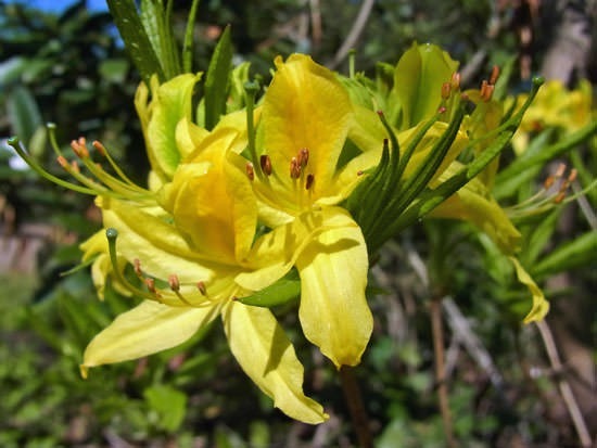 Rhododendron (Azalee) nahe dem Pfad
