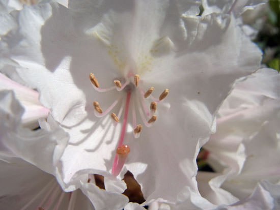 Rhododendron Jacksonii