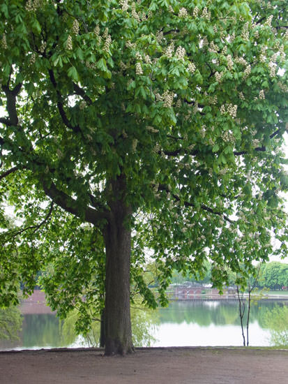 Kastanie am Stadtparksee