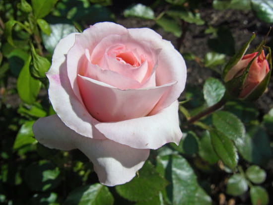 Rose, rosafarben