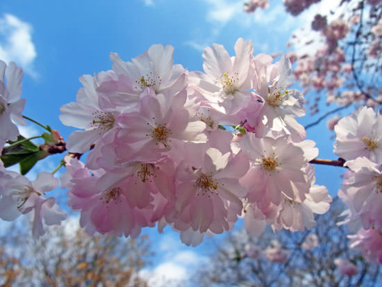 Kirschblüten