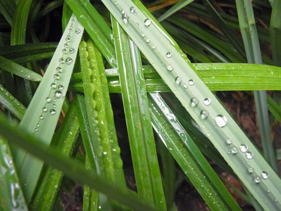 Blätter mit Regentropfen