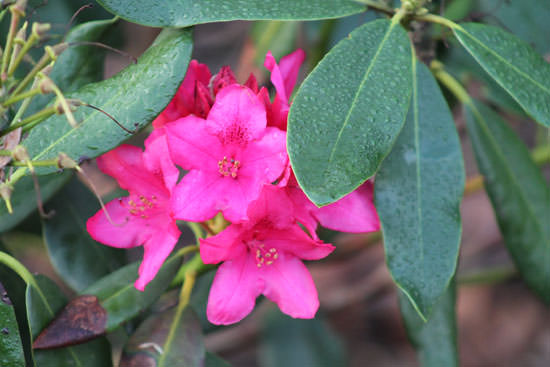 Rhododendron im Spätherbst