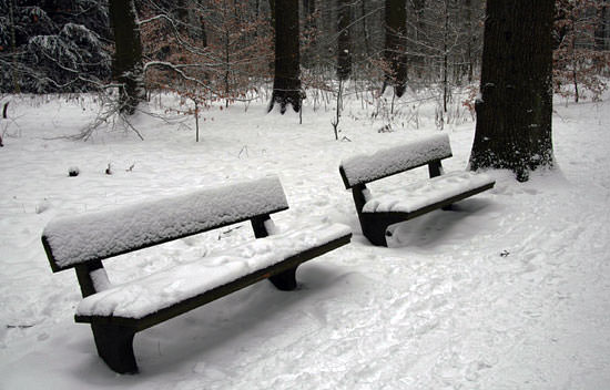 Baenke Im Schnee (Foto V. D.b. Magnussen)