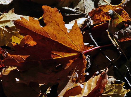 Herbstliches Laub (Foto V. D.b. Magnussen)