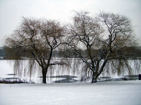 Zwei Trauerweiden Im Winter (Foto V. S. Gabriel)