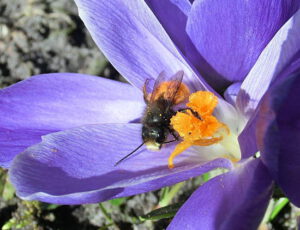 Gehörnte Mauerbiene in einer Blüte