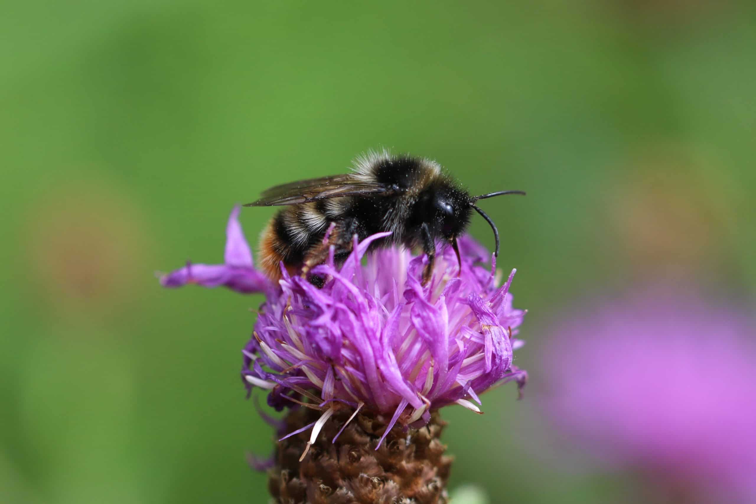 Ökologie-Führung: Königinnen im Stadtpark: Auf der Suche nach Hummeln und Wildbienen