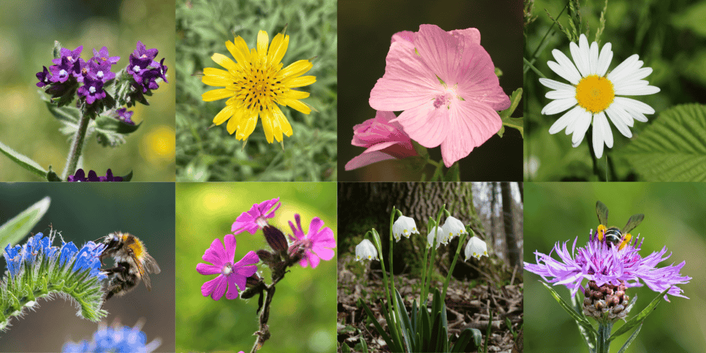 Mehr als 34 verschiedene Pflanzenarten gibt es auf den Projektflächen. Darunter auch häufige Wildblumen wie Margerite, Natternkopf und Rote Lichtnelke.