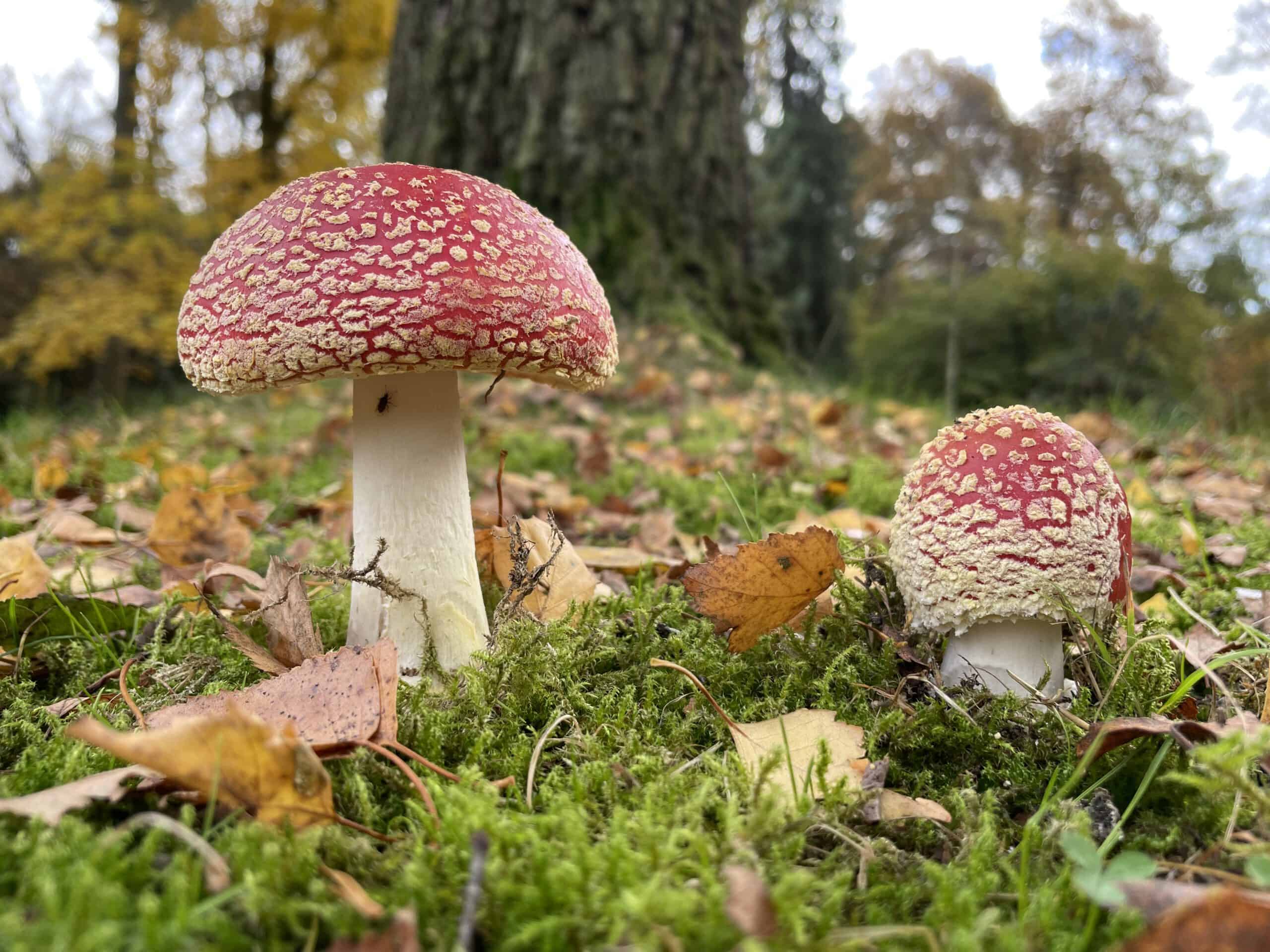 Ausgebucht: Die faszinierende Welt der Pilze im Stadtpark