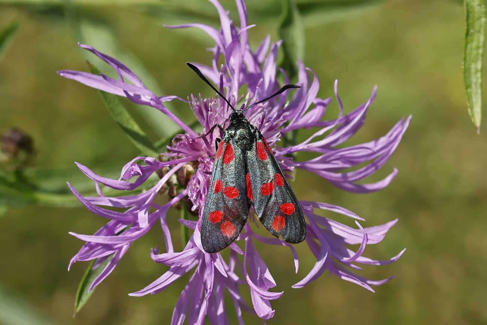 Ökologie-Führung: Insekten im Hamburger Stadtpark