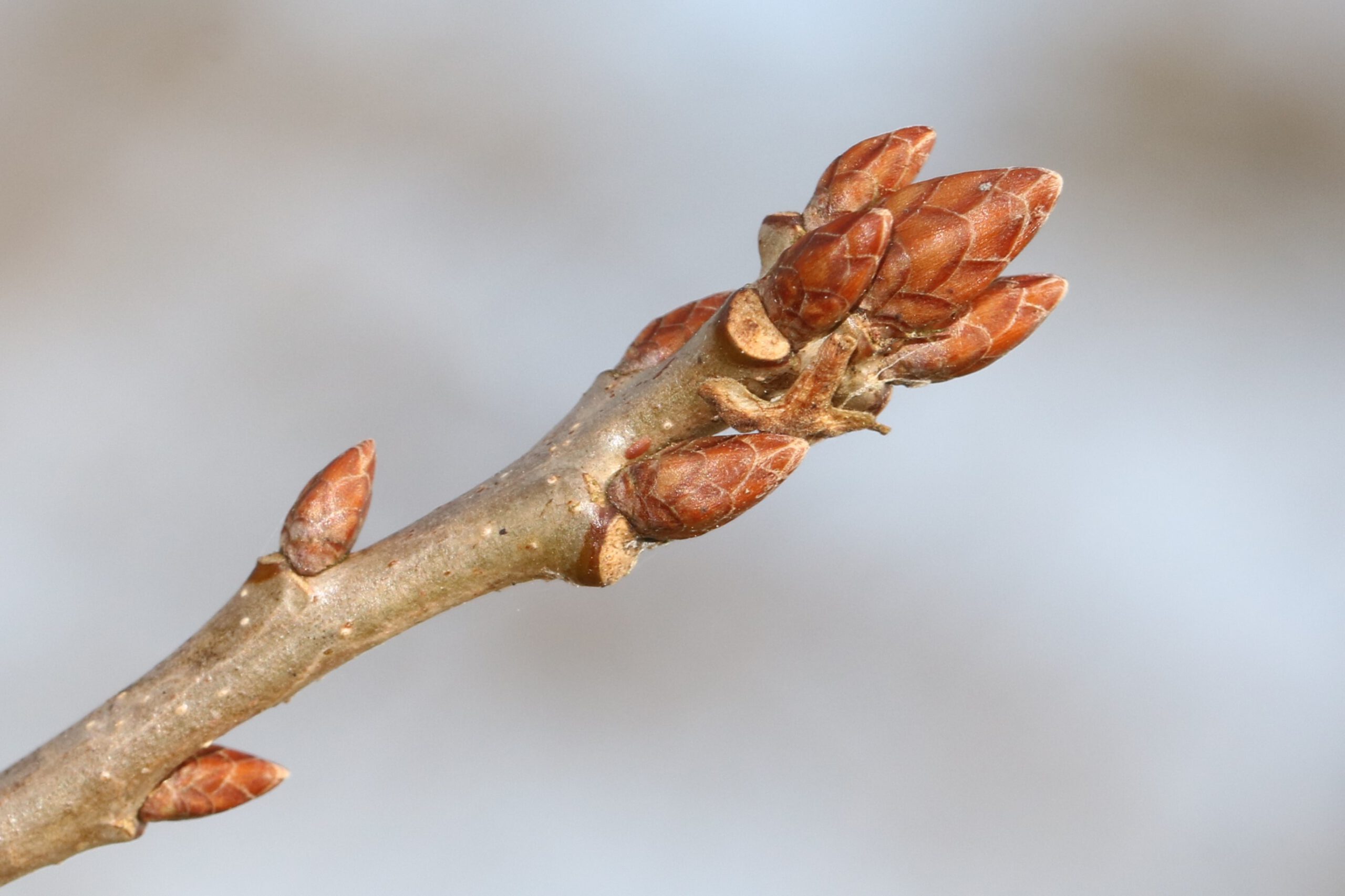 Baumknospen-Bestimmungsworkshop