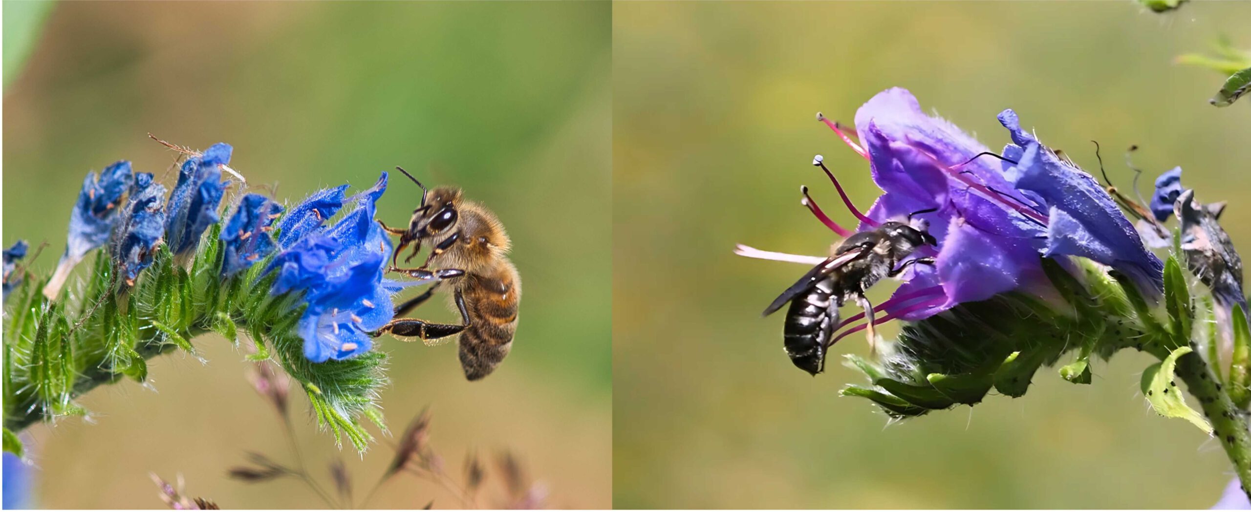 Beewashing? Wissenschaftliche Erkenntnisse zur möglichen Konkurrenz zwischen Honigbienen und Wildbienen