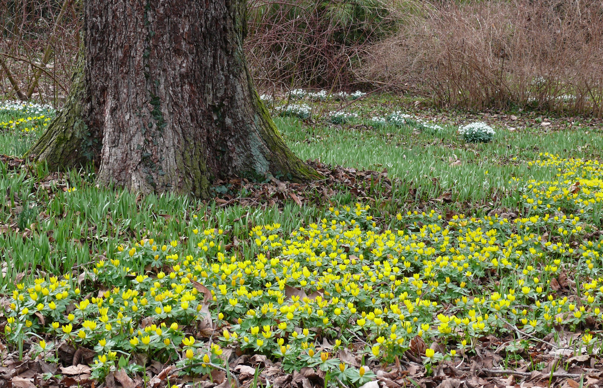 Stinsenpflanzen: Eine botanisch-gärtnerische Frühlingsreise  durch Norddeutschland und die Niederlande