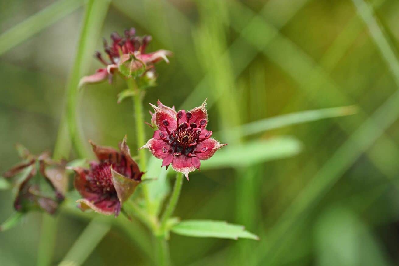 Das Sumpf-Blutauge – Blume des Jahres 2025