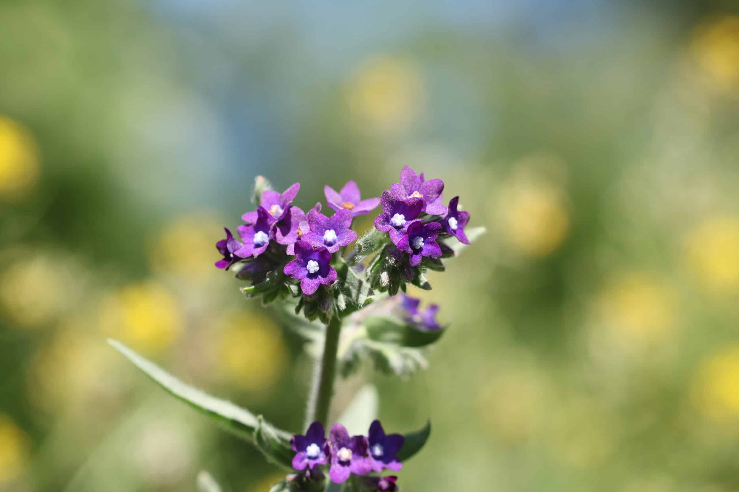 Mehr Platz für Wildblumen schaffen