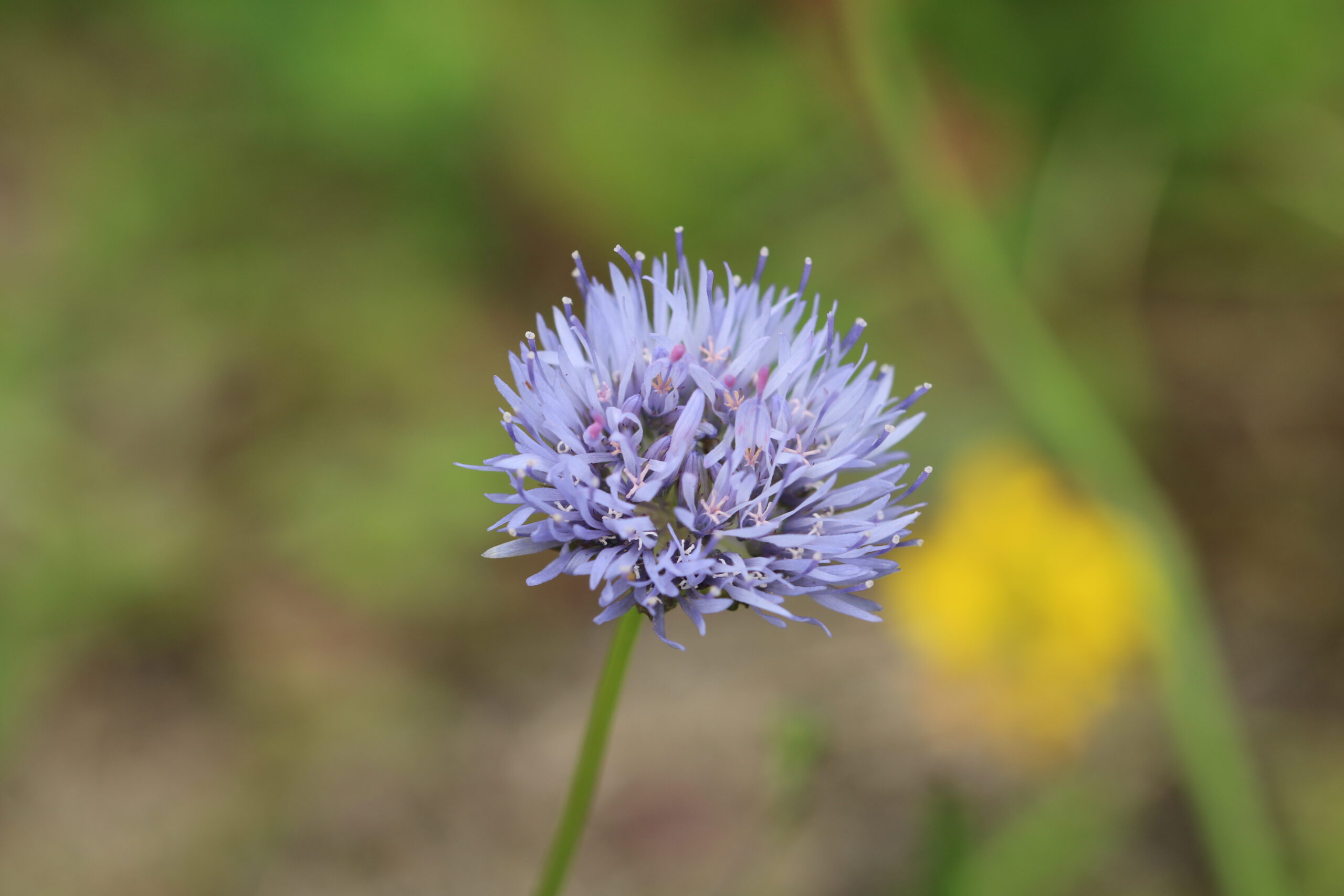 Wildblumen-Führung: Rote-Liste-Pflanzen im Stadtpark
