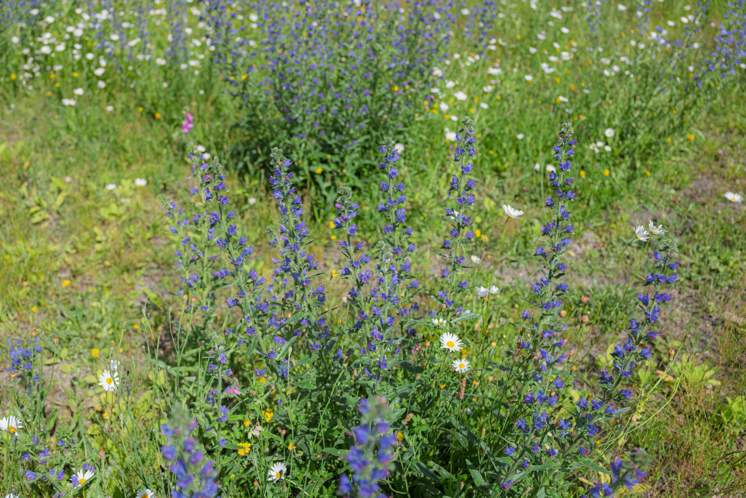 Wildblumen-Führung: Gefährdete Wildblumen im Stadtpark