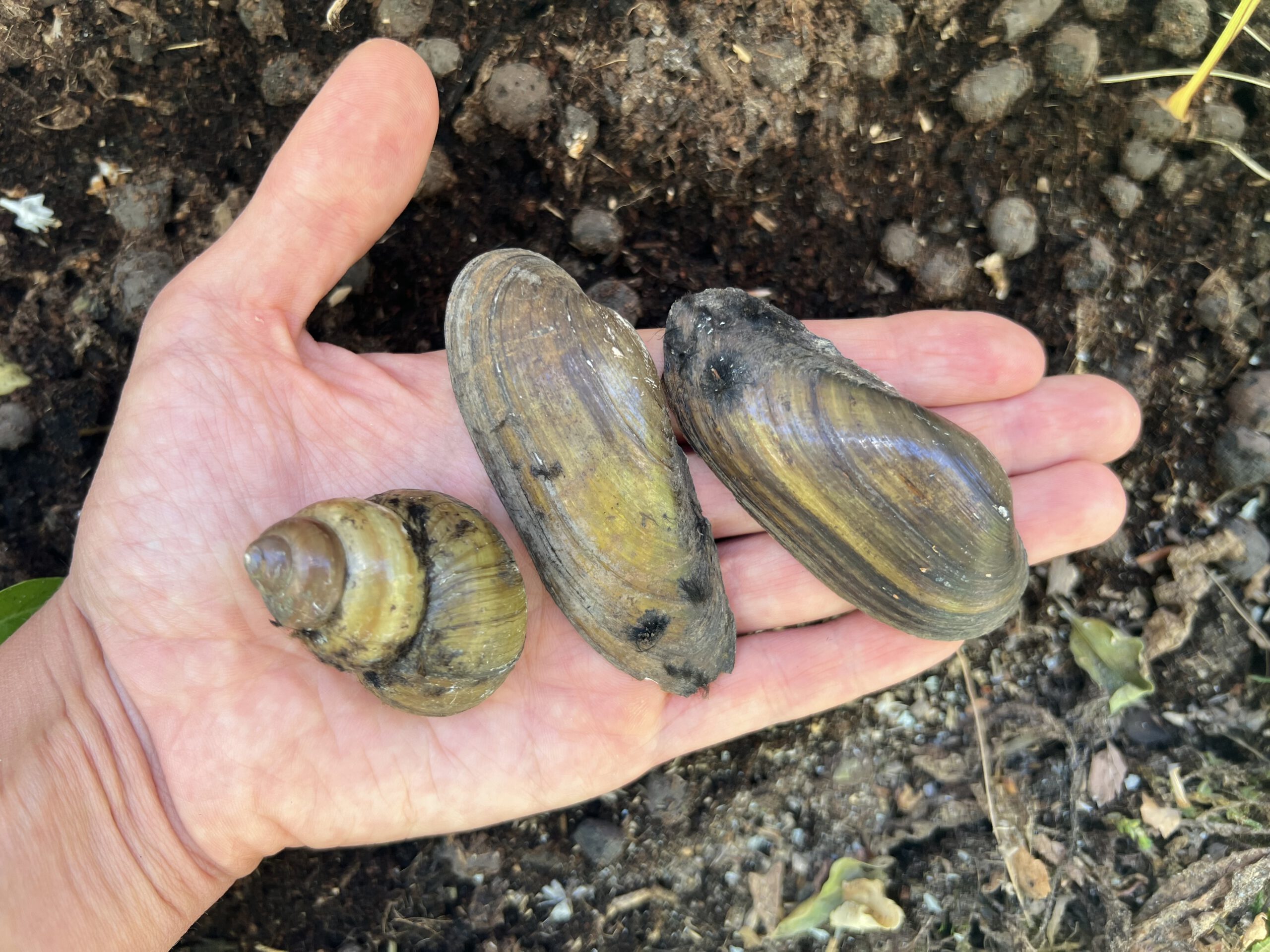 Naturerkundung für Groß und Klein: Auf der Suche nach der Malermuschel