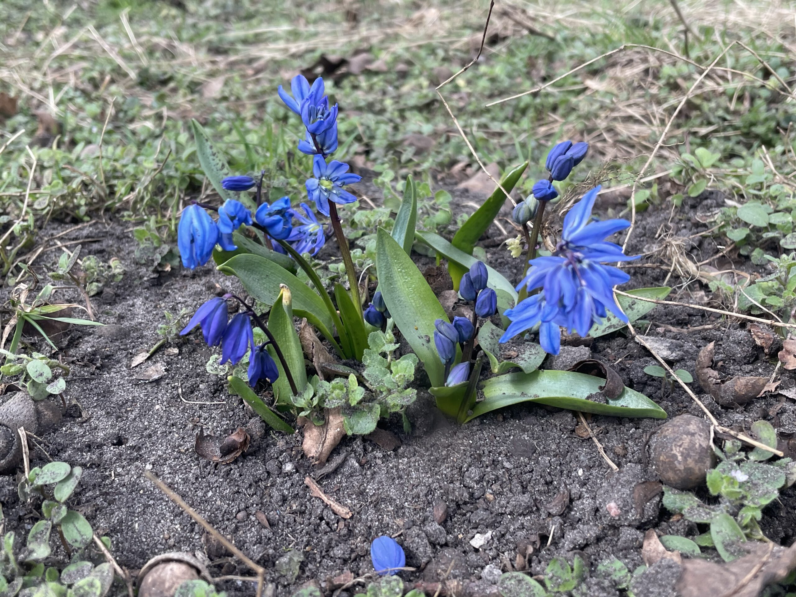 Frühblüher pflanzen am Nachmittag