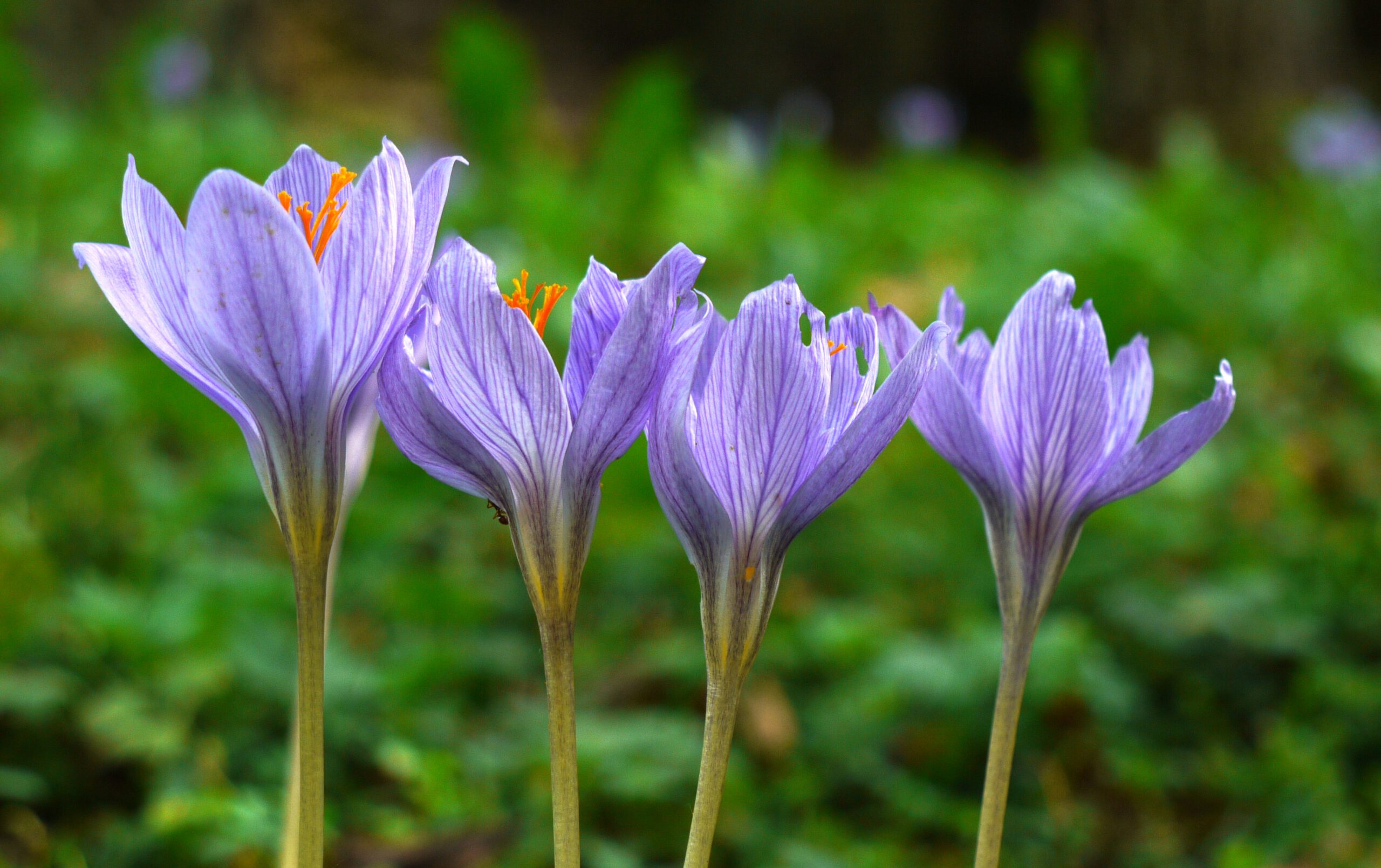 Frühblüher pflanzen am Nachmittag