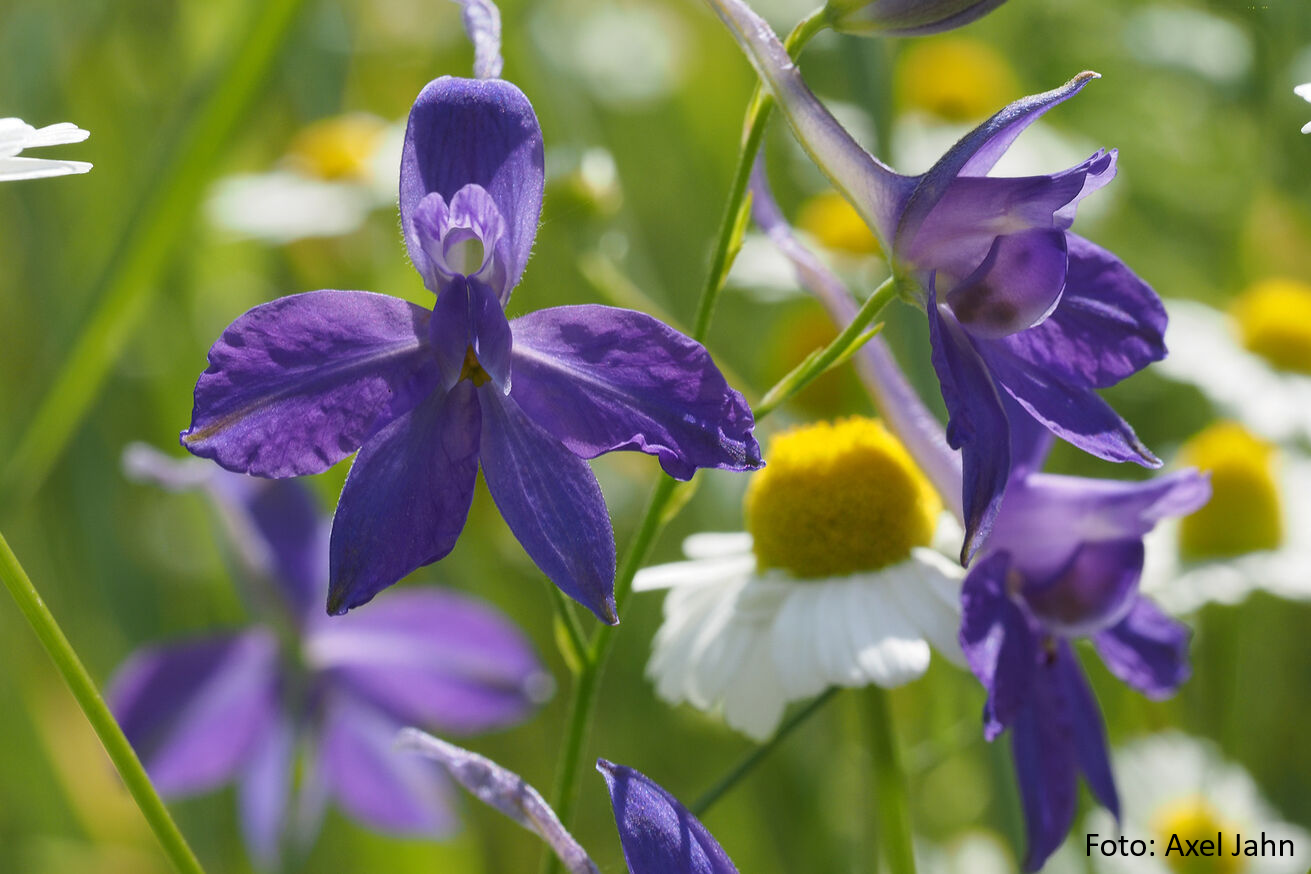 Vortrag: Blume des Jahres 2026 – der Feldrittersporn