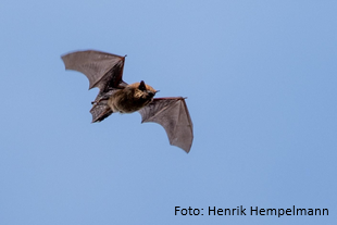 Ökologie-Führung: Fledermaus-Habitate im Stadtpark